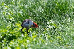Faery_04